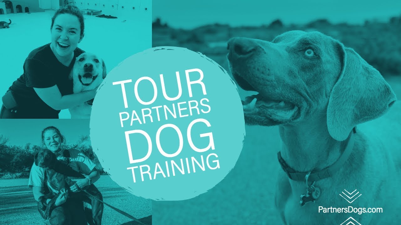 Canine Partners Training Program 2018 Partners Dog Training Tour - YouTube