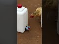 Bebedero para pollitos