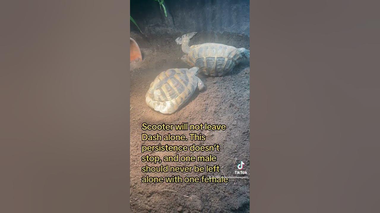 Does my tortoise need a friend? tortoise tortoiseshell tortoisedaddy tortoisegarden YouTube