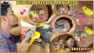 Budgies Breeding Progress 2026💙💛
