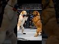 MMA Fight | Labrador Retriever vs Tosa Inu (For UFC Fans) | PAWFC