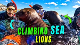 Sea Lions Climb on Snorkelers in Punta Loma