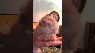 Hamsters Belly Dance Frenzy