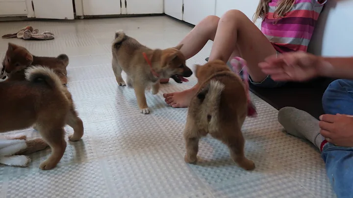 Nikki and Outlanders Litter 8 Weeks