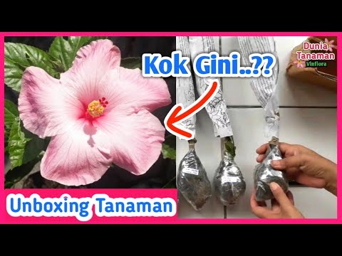 Video: Tips Perawatan Hibiscus