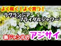 初心者でも超簡単❣️『6倍以上咲く』進化系アジサイ