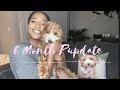 PUPDATE Q&A | LEYLA THE CAVAPOO’S 6 MONTH UPDATE + SURPRISE GIVEAWAY!