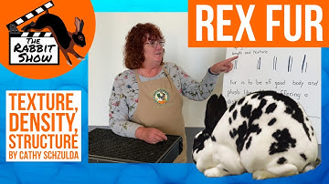 Rex Fur - Comparing Coat Structures by Cathy Szychulda   6 time Best of Breed Rex ARBA Convention
