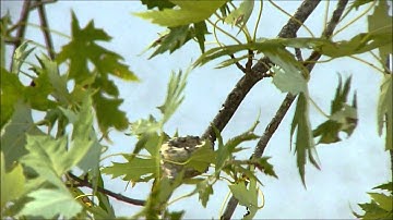 August 3 2015, Lucy and her Ruby-throated Chicks