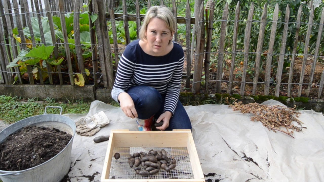 Kartoffelernte - Blaue St Galler im Kübel und im Freiland