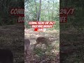 Coming soon, 24/7 backyard wildlife camera!