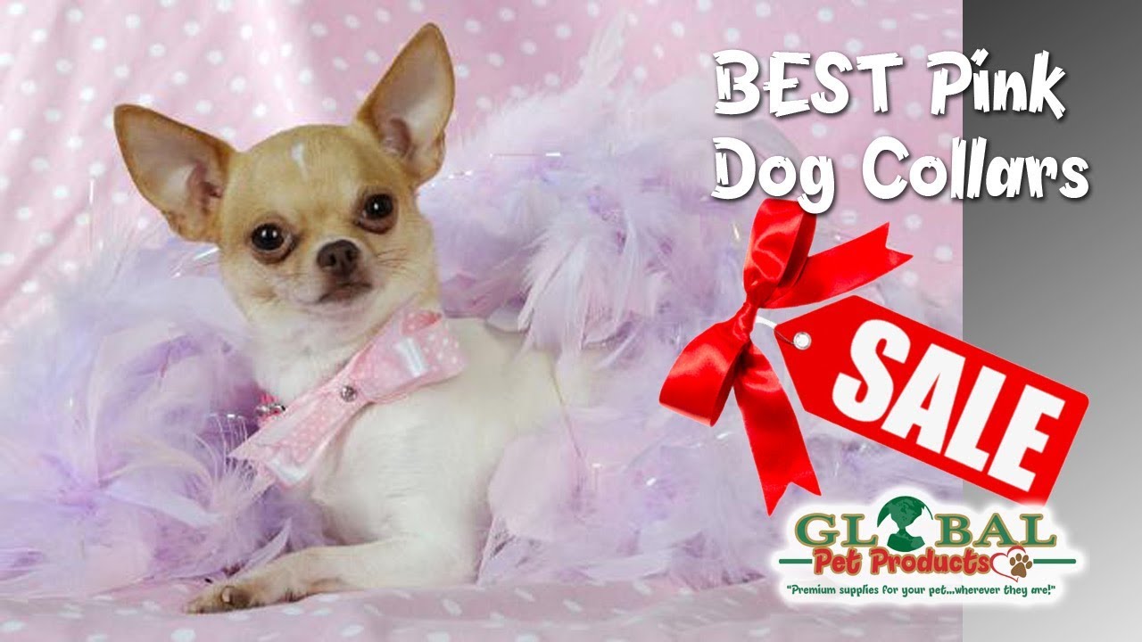 toy-dog-clothes-in-now-toy-dog-clothes-youtube