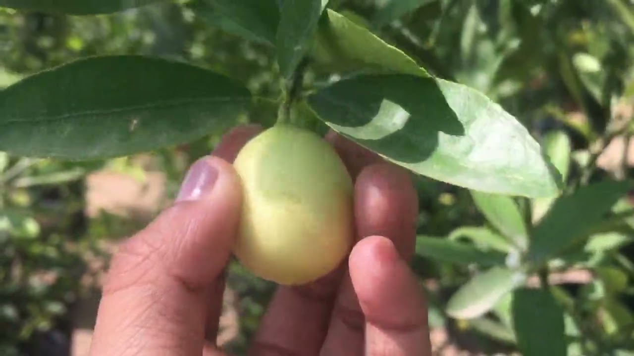 Ajman’s flower shop