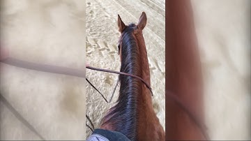 Riding with one hand (western riding)