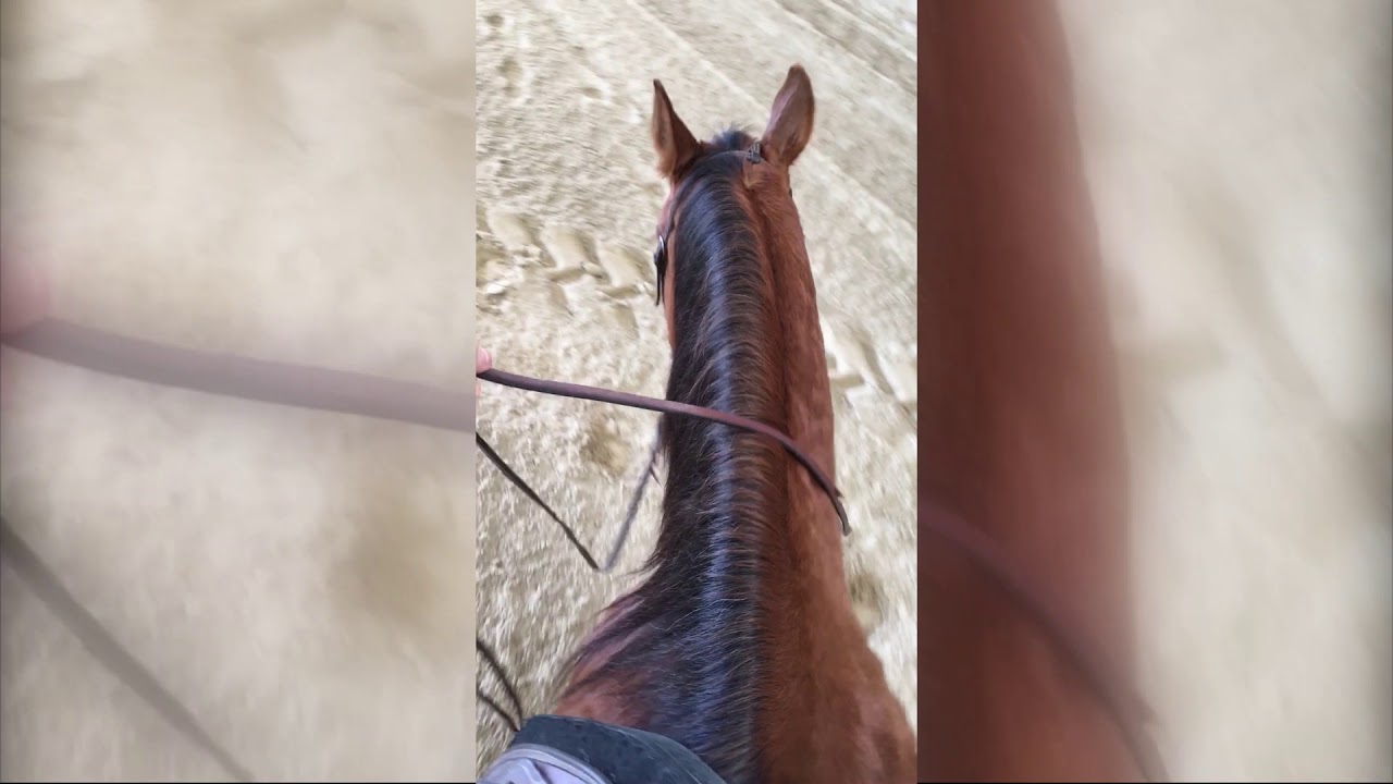 Riding with one hand (western riding) YouTube