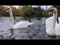Swan Thursday