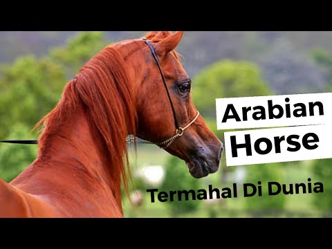 Video: Mengapa Kuda Arab Dianggap Sebagai Jenis Khusus