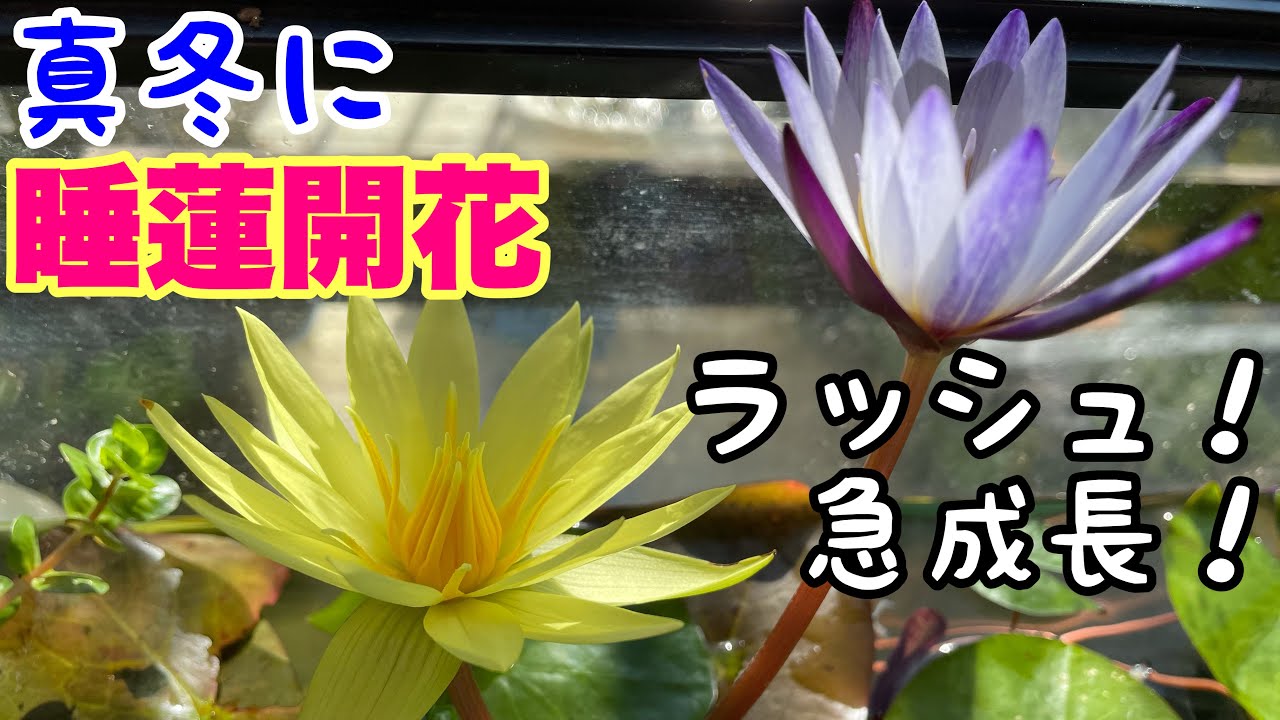 水蓮 A withered tropical water lily suddenly grows! A flowering rush
