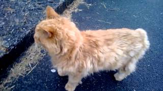 Manx Cat on Isle of Man