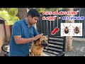     dog ticks solution  how to apply spoton