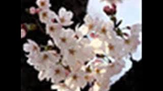 花（HANAはな）谷村新司 Shinji Tanimura   YouTube