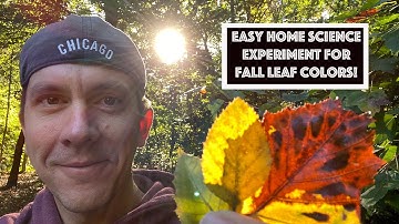 Teach your kids leaf color changing science with chromatography, homeschool style.