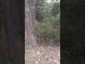 sambhar deer found in forest#forest #indiansafari #animallovers#deerlovers#naturalbeauty #realsound