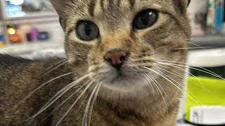 Furball Farm Cat Sanctuary is live!