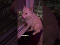 Buddy🧿#youtubeshorts #petshub #viral #viralvideo #doggielife #fyp #shorts #shortvideo