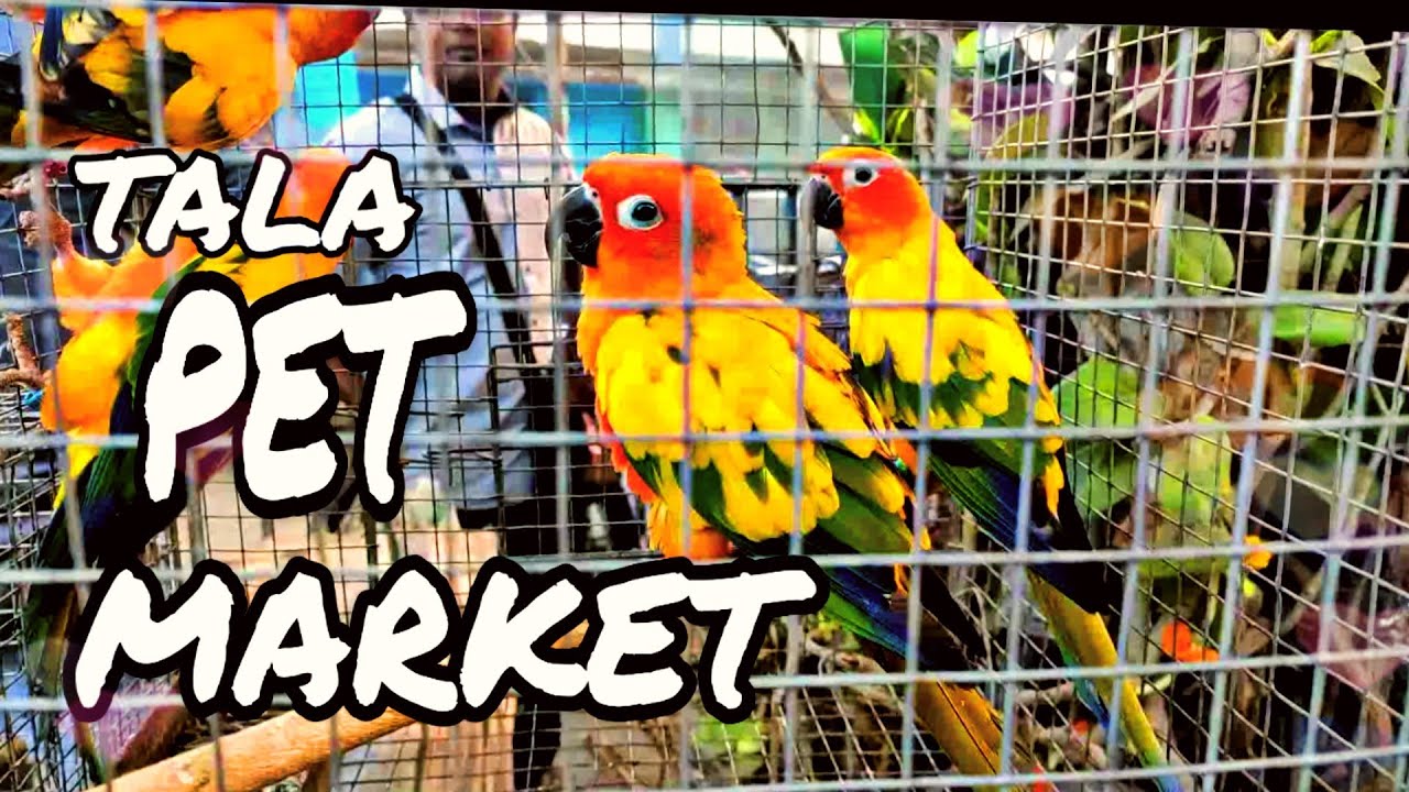 tala pet market