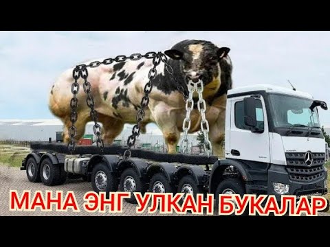 Video: Букачылар канча акча табышат?