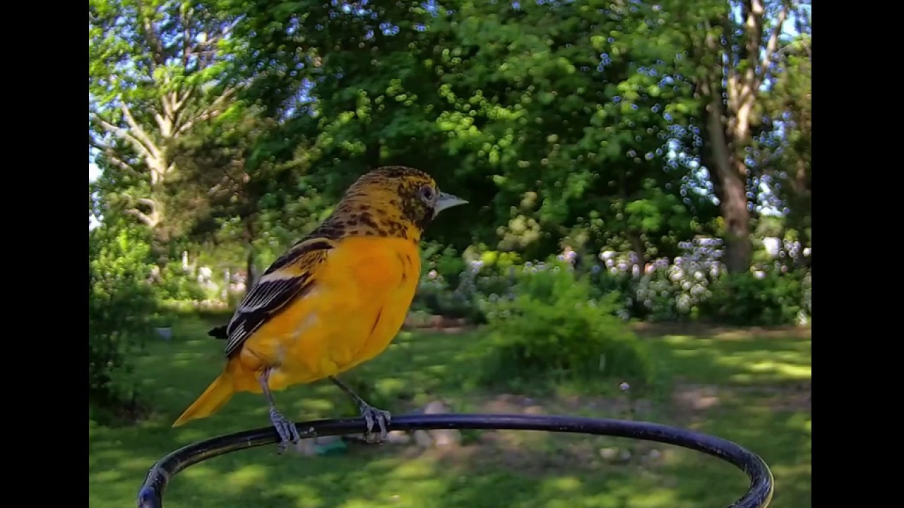Baltimore Oriole 