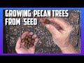 Growing Pecan Trees from Seed