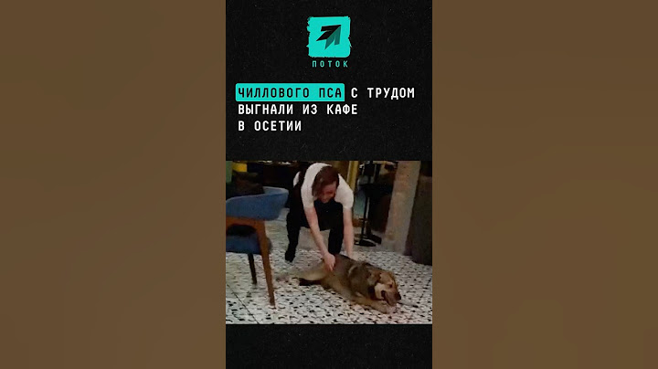 Чиллового пса с трудом выгнали из кафе в Осетии #новости #поток #владикавказ #осетия #собака #кафе