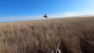 видео: Охота на фазана в Амурской области. Втроем дали жару петухам.#охота #охотанафазана #pheasant картинка: Охота на фазана в Амурской области. Втроем дали жару петухам.#охота #охотанафазана #pheasant