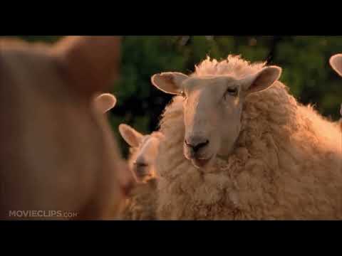 Babe (1995) Babe, the New Sheepdog