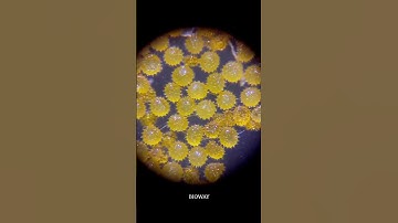 More pollen grains from hibiscus | pollen under the microscope 🔬🌺 #neet #biology