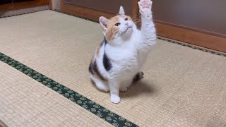 三毛猫】軽く遊んでみるミケ（2024年11月7日） - YouTube