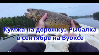 Кумжа на дорожку.  Рыбалка в сентябре на Вуоксе