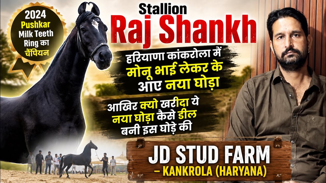हरियाणा मानेसर मैं मोनू भाई लाए हैं हंसराज घोड़े का बच्चा राज शंख कैसे डील हुई इस घोड़े की ! 