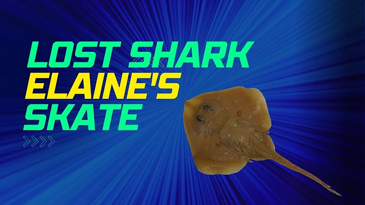 Lost Shark, Elaine's skate and rediscovered to be ...
