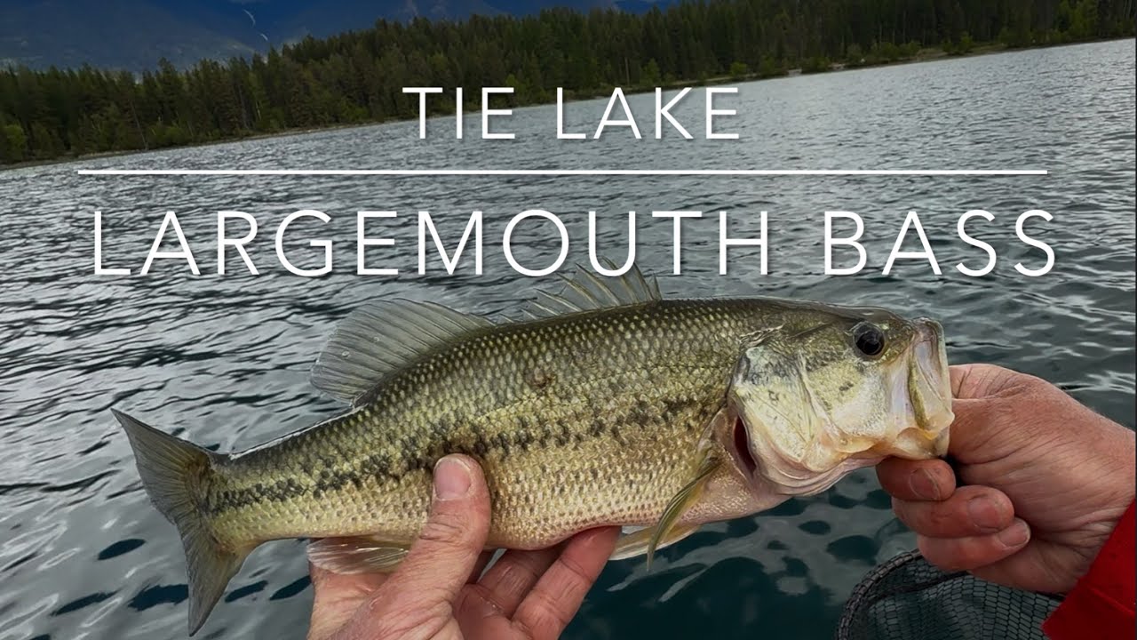 Tie Lake Largemouth Bass Fishing