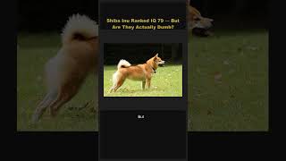 🐕 Shiba Inu Ranked IQ 79 — But Are They Actually Smart? 🧠 #Shorts