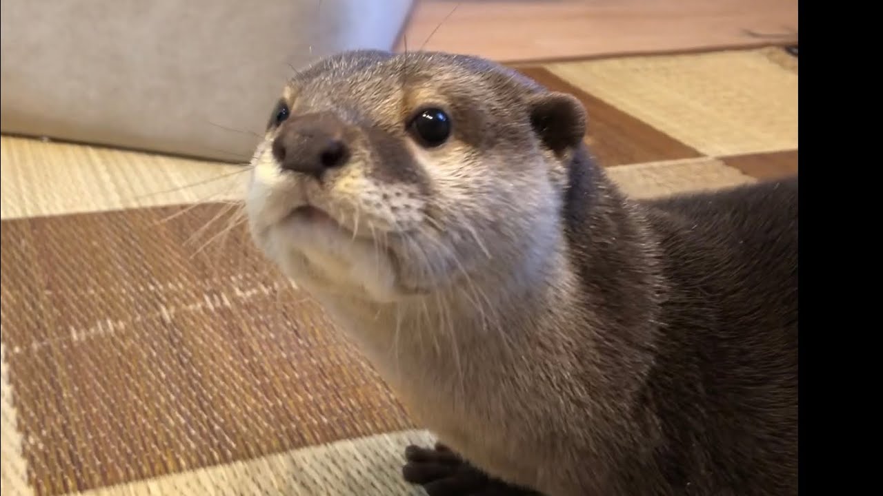 カワウソさくら 可愛い後ろ姿 インターホンが鳴ったのでお出迎え Otters Responding To Intercom Youtube