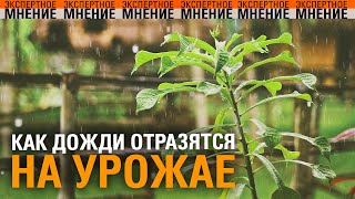 Как дожди отразятся на урожае. Экспертное мнение ТСВ 07.10.2025