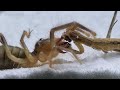 What will happen if large mantise sees giant camel spider