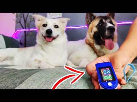 Human Pulse Oximeter Works On Dogs?