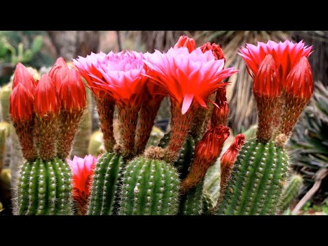 Video: Care este cel mai mare cactus din lume?