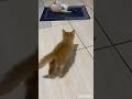 Cute kitten #shortvideo #cat #kucinglucubandung #cute #cutecat #kucinganggoralucudanimut #pets