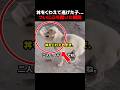 丼をくわえて逃げた子…ついに心を開いた瞬間. #保護犬, #野良犬, #感動動物, #犬のいる生活, #動物保護, #捨て犬, #犬好きな人と繋がりたい, #感動動画, #いのちをつなぐ, #動物愛護